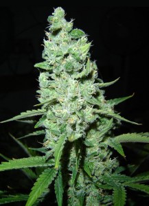 семена 'AK-47' feminized